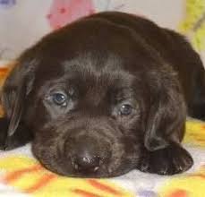 Silver labrador puppies for sale mn. Silver Hillside Labradors Home Facebook