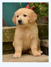 A high intelligence and an eagerness to please land the golden retriever on the akc statistics of one of the most popular u.s. Golden Retriever Puppies For Sale Dog Breed