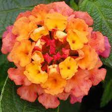 Lantana Lucky Sunrise Rose Lantana Flower Seeds Flowers Perennials