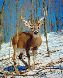Deer Characteristics Species Facts Britannica