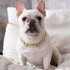 She has an amazing personality and temperament. French Bulldog Type Hip Hop Style Big Gold Chain Small And Medium Dog Collar Pet Necklace Jewelry Accessories Collars Aliexpress