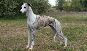 Whippet Dog Breed Information