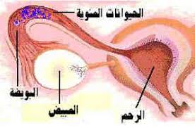 Check spelling or type a new query. ÙƒÙ„ Ù…Ø§ ØªØ±ÙŠØ¯ÙŠÙ† Ù…Ø¹Ø±ÙØªÙ‡ Ø¹Ù† Ø§Ù„Ø­Ù…Ù„ Ùˆ Ø§Ù„ÙˆÙ„Ø§Ø¯Ø© Ø¹Ø§Ù„Ù… Ø­ÙˆØ§Ø¡