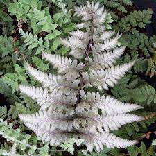 Image result for Athyrium