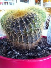 Sur les amortisseurs, la marque a remplacé les butées d'embrayage en plastique par des modèles hydrauliques. Mon Cactus Est Tout Mou Et Noirci