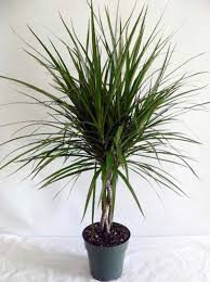 Este suficientă o singură planta vă punem la dispoziție cele mai diversificate plante de camera, de la plante cu flori exotice până la cele. Pin On Room Flowers