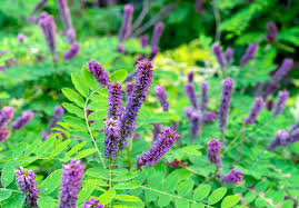 Image result for Indigofera filipes