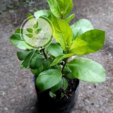 Check spelling or type a new query. Bibit Tanaman Daun Beluntas Pohon Obat Herbal Shopee Indonesia