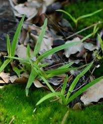 Image result for Cyanotis lanata