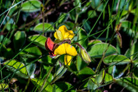 Image result for Berkheya bipinnatifida