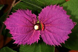 Image result for Dalechampia capensis