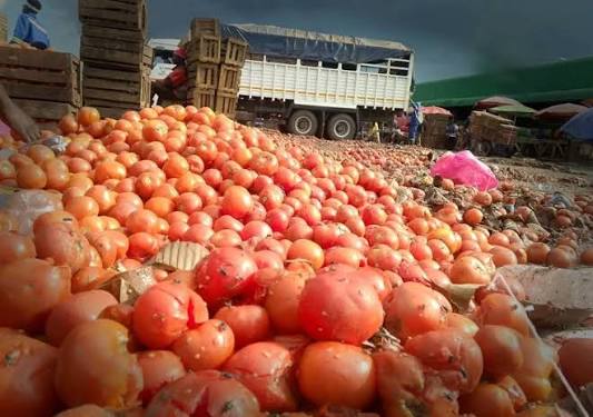 Ghana tomato prices to drop sharply as local farmers begin harvesting