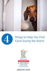 Four Things To Help You Find Calm During The Storm In 2020 Calming Techniques Calm Storm