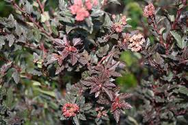 Harold pellett/landscape plant development center. Little Devil Ninebark Companion Plants Fallsgarden
