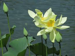 Check spelling or type a new query. For The Love Of Lotus The Huntington
