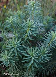 Image result for Euphorbia serratifolia