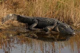 Swamp Ecosystem Animal Sounds Swampland Animals