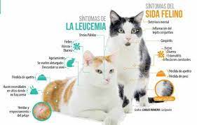 Hoy en día, es mucho menos común en los gatos que antes, con menos del 1 % de los gatos sanos infectados. Leucemia Felina La Leucemia Veterinaria Ruka Lawen Facebook