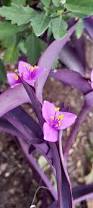 Image result for Tradescantia pallida