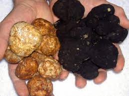 Truffles Now Available At All 4 Draeger S Locations White From Italy Black From Oregon Truffles Homemade Truffles Truffle Oil
