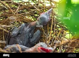 Baby Crow Is Lying In The Nest And Hatching Waiting For Their Mother For Food New