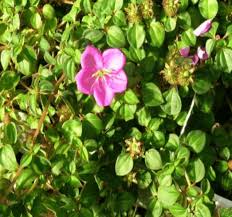 Image result for Dissotis