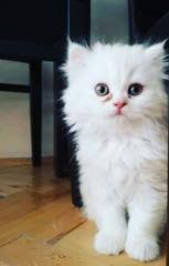 Chinchilla Ankara Fiyatlari Ikinci El Sifir Kiralik Ilanlar