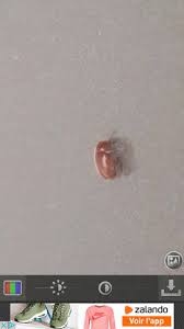 Anobiidae Tout Petit Insecte Marron