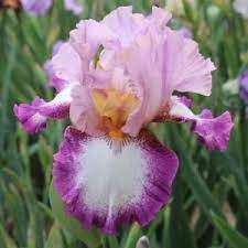 Tall Bearded Iris Change Of Pace Iris Flowers Iris Garden Bearded Iris