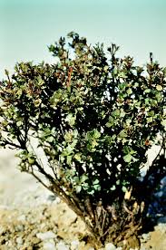 Image result for Myrothamnaceae