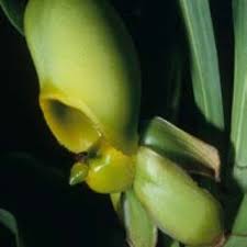 Image result for Disa satyriopsis