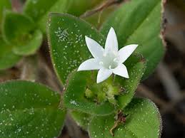 Image result for Richardia brasiliensis