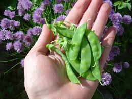 Check spelling or type a new query. Treatment Of Pea Seed With Nodule Bacteria Inoculant