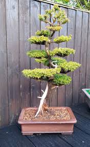 Image result for Cryptomeria