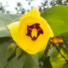 Image result for Malvaceae: Byttnerioideae, Helicteroideae