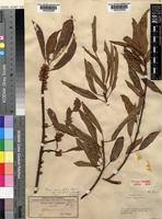 Image result for Ficus persicifolia