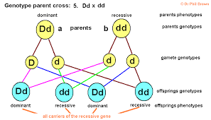 Genetics Inheritance Of Characteristics Dominant Recessive