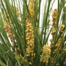 Image result for Motandra paniculata