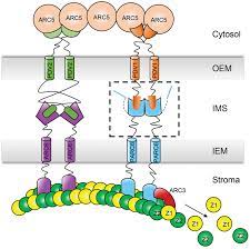 Structural and functional insights into the chloroplast division site  regulators PARC6 and PDV1 in the intermembrane space | PNAS