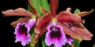 Image result for Ottelia exserta