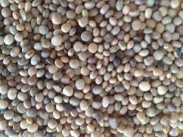 Image result for Cyamopsis tetragonoloba