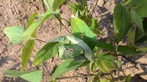 Image result for Vigna umbellata