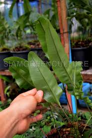 Image result for Elaphoglossum kivuense