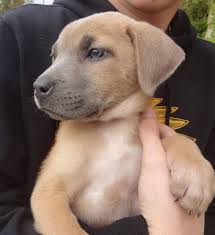 York county, yorktown, va id: 19 Pit Bull Mixes That Will Make You Scream I Want One
