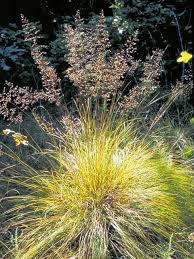 Prairie dropseed is used for ground cover in hot dry areas, in native plant gardens, in wildflower meadows, in rock gardens, and as accent plantings and borders. Prairie Dropseed Metro Blooms