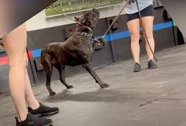 Madre e hija son acusadas de crueldad animal tras difundirse un video  mostrando cómo adiestraban a un perro