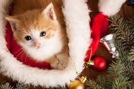 A cup of coffee near a little striped cat that sleeps under a warm blanket. 3 Things To Consider Before You Say Yes To A Christmas Kitten