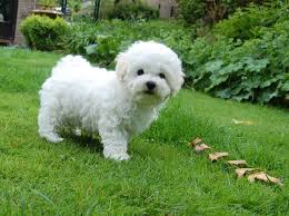 Explore 312 listings for toy white puppies at best prices. Pin On Furry Friends