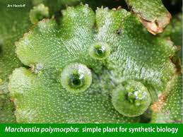 Check spelling or type a new query. Marchantia Openplant