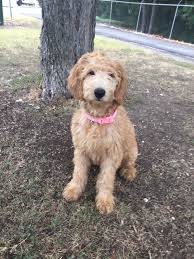 We did not find results for: She Is Sooooo Sweat Apricot Goldendoodle About 6 Months Old Goldendoodle Colors Golden Retriever Photography Goldendoodle